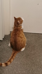 My first cat, he's always hungry!!