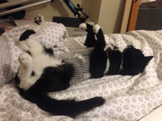 Please can I see pics of your cats?