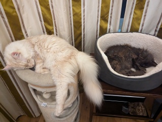 Should I get a cat? (Maine Coon)