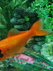 Help with goldfish disease (photos)