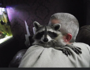 What is your ultimate dream pet?