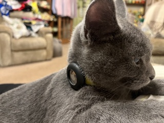 The Very Eventful Lives of the Excellent Cats