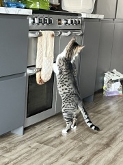 Please can I see pics of your cats?