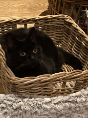 The Very Eventful Lives of the Excellent Cats