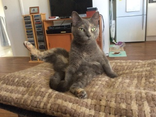 Please can I see pics of your cats?