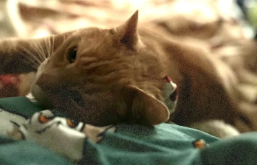 The Very Eventful Lives of the Excellent Cats