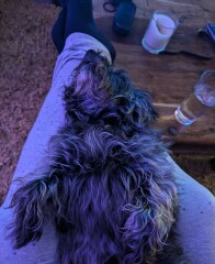 Does anyone else have a mongrel?