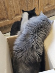 The Very Eventful Lives of the Excellent Cats