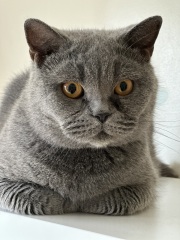 New cat - awful breath!