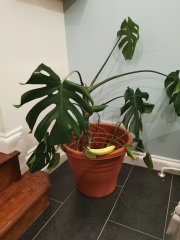 Should I re-pot my Monstera Deliciosa?
