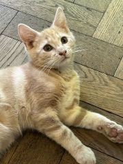 Post your cute kitties 😸