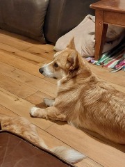 Rough collie, cardigan corgi? Breed info please!