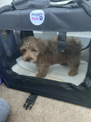 Puppy Survival Thread - for old and new pups