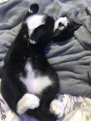 The Very Eventful Lives of the Excellent Cats