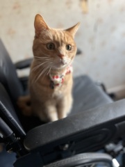 The Very Eventful Lives of the Excellent Cats