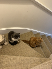 Potential new inmate at Toddler Towers.