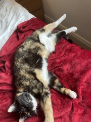 Please can I see pics of your cats?