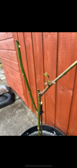 Rose bush cuttings
