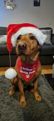 What are you buying your dog for Christmas?