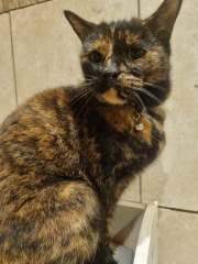 Please can I see pics of your cats?