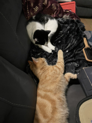 The Very Eventful Lives of the Excellent Cats