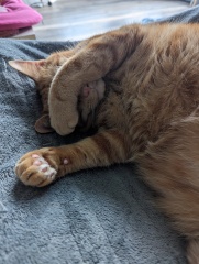 Electric heated pads/blanket