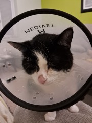 Are cone collars definitely necessary?