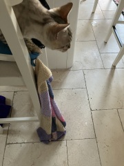 The Very Eventful Lives of the Excellent Cats