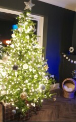 The ultimate SHOW US YOUR TREE megathread!