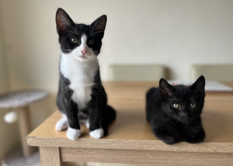 Post your cute kitties 😸