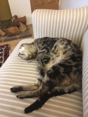 Please can I see pics of your cats?