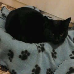 The Very Eventful Lives of the Excellent Cats