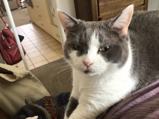 Please can I see pics of your cats?