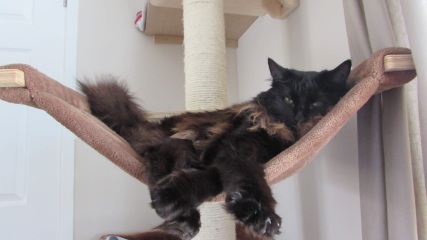 Please can I see pics of your cats?