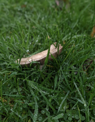 Mushrooms