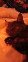 Please can I see pics of your cats?