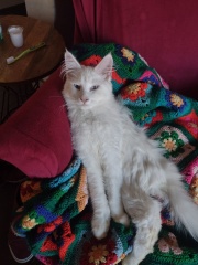 Post your cute kitties 😸