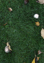 Mushrooms