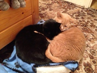 The Very Eventful Lives of the Excellent Cats