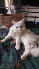 Stage IV cancer? Incurable? Roll up, roll up, this thread is for you!