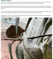 Can anyone diagnose this sick weeping fig?