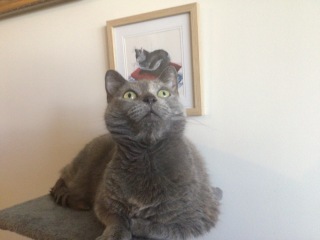 The Very Eventful Lives of the Excellent Cats