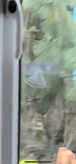 Can anyone ID this bird of prey in the garden?