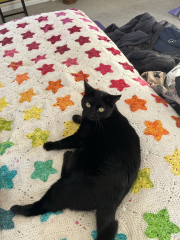Please can I see pics of your cats?