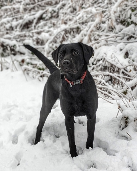Teen dog thread