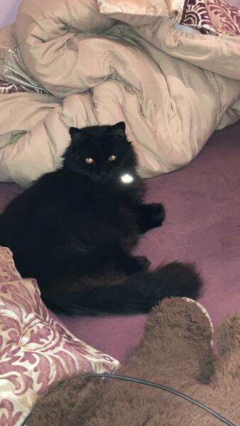 Christmas with the Excellent Cats
