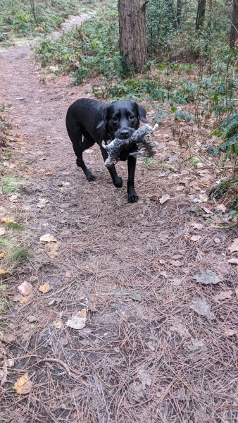 Puppy Survival Thread - for old and new pups heading into winter