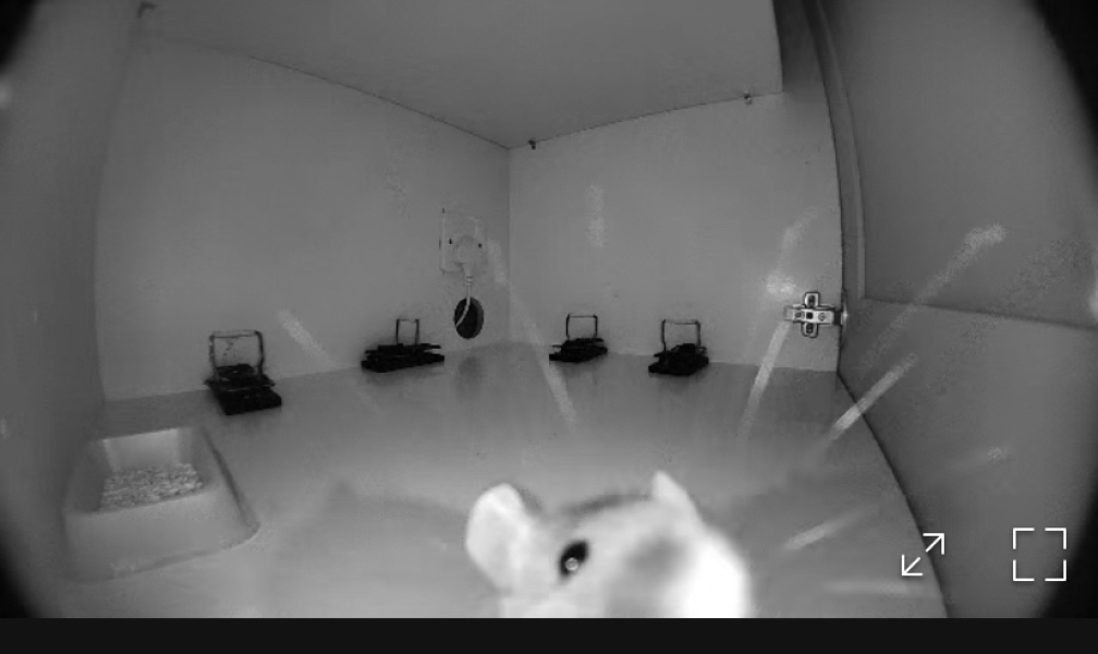 To ask how the HELL do you get rid of a clever mouse?!