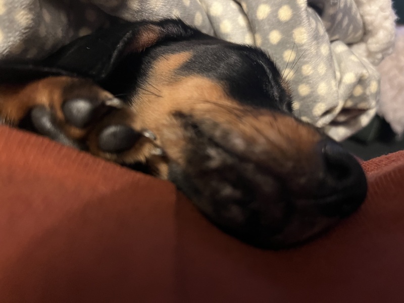 Miniature Dachshund name