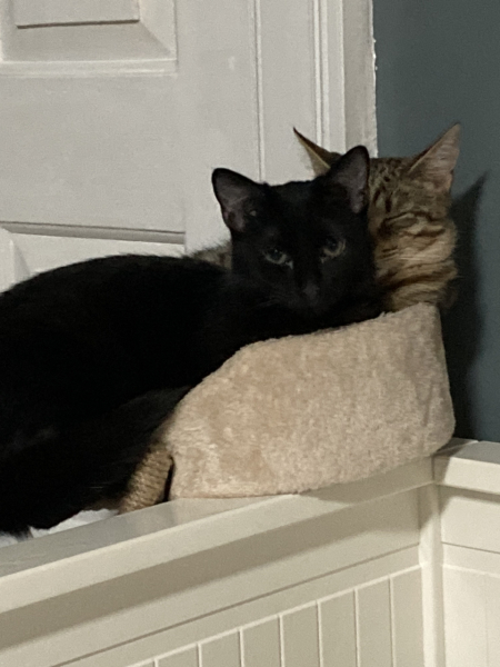Christmas with the Excellent Cats